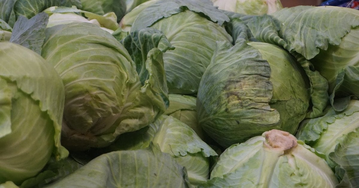 Сорти капусти для засолювання 2026 року