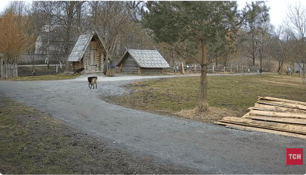 У відомому парку Рівного зграя собак вбила місцевих тварин: відео