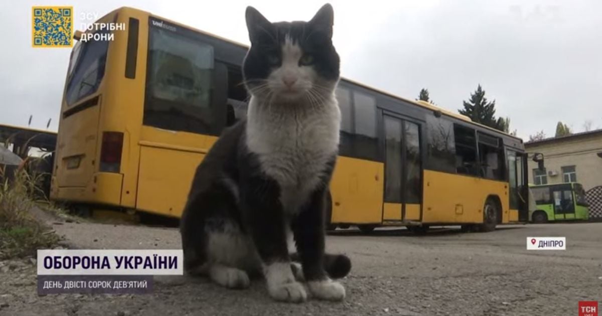 В Днепре реабилитируют кота, извлеченного из-под завалов АТП после обстрела