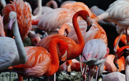 Незабываемое зрелище: розовые фламинго остановились отдохнуть на озере в Казахстане