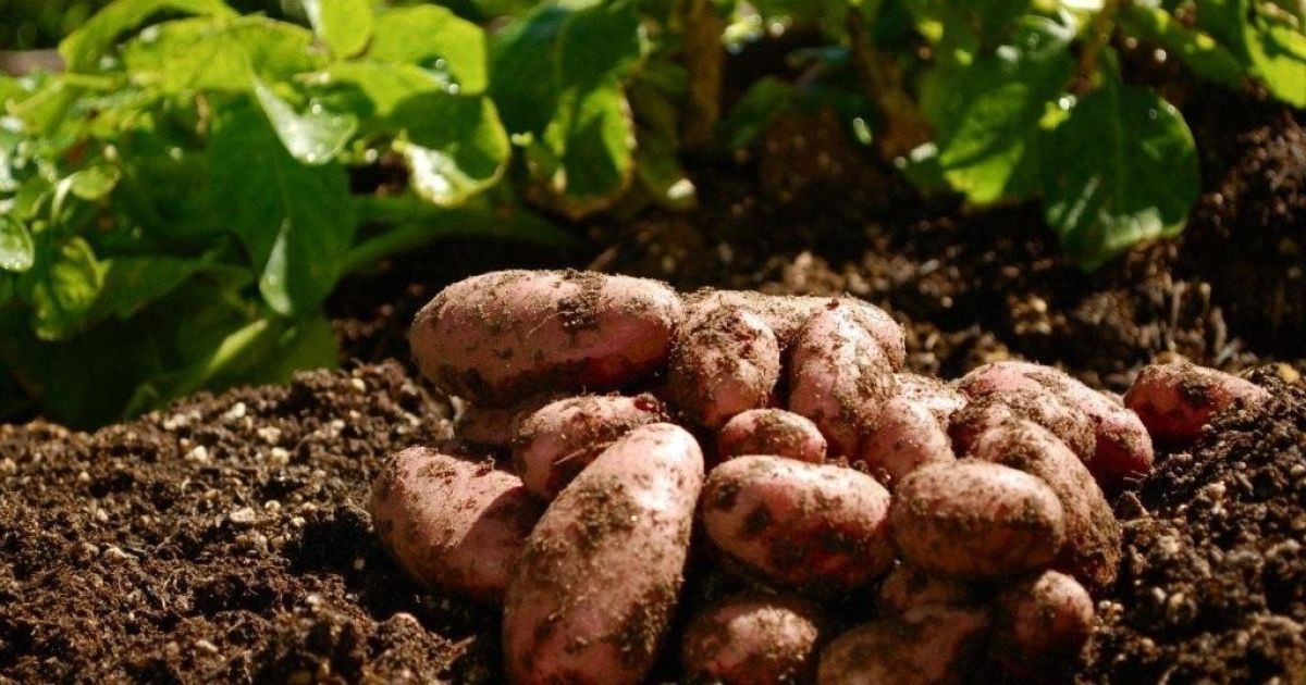 Выращивание картофеля