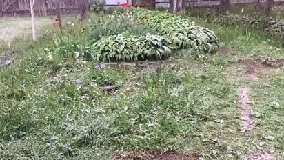 На Черниговщине внезапно пошел сильный град