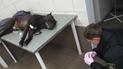 У Києві п'яний чоловік нацькував бійцівського пса на відвідувача супермаркету