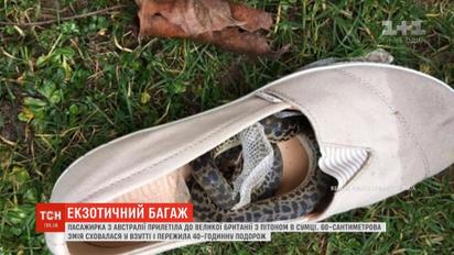 Пасажирка з Австралії випадково привезла до Великої Британії пітона у сумці