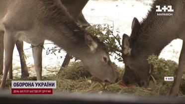 Поповнення в гаремі оленів