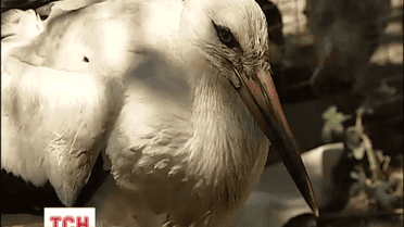 Пенсіонери з Черкащини усиновили лелеченя, яке випало з гнізда