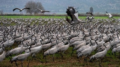 Журавлі