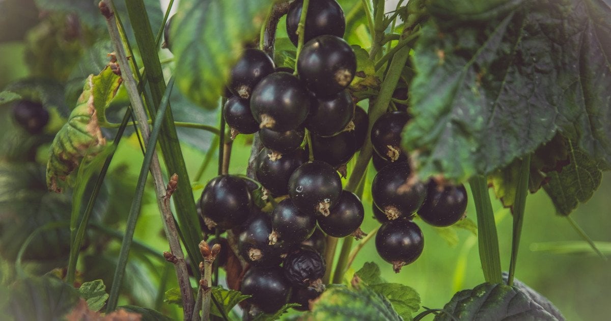 Як підживити смородину для рекордного урожаю