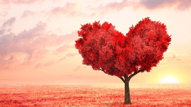 Тест Фото Абмейєрвуд