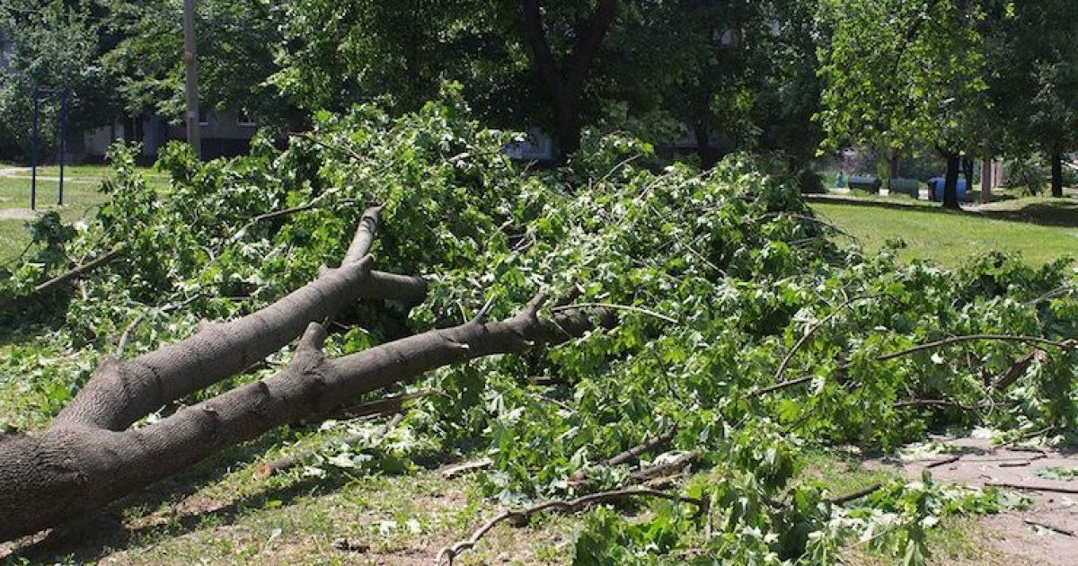 Зрізав дерева - сплачуй штраф: у Києві комерційна структура відшкодує майже 700 тисяч гривень за знищені насадження