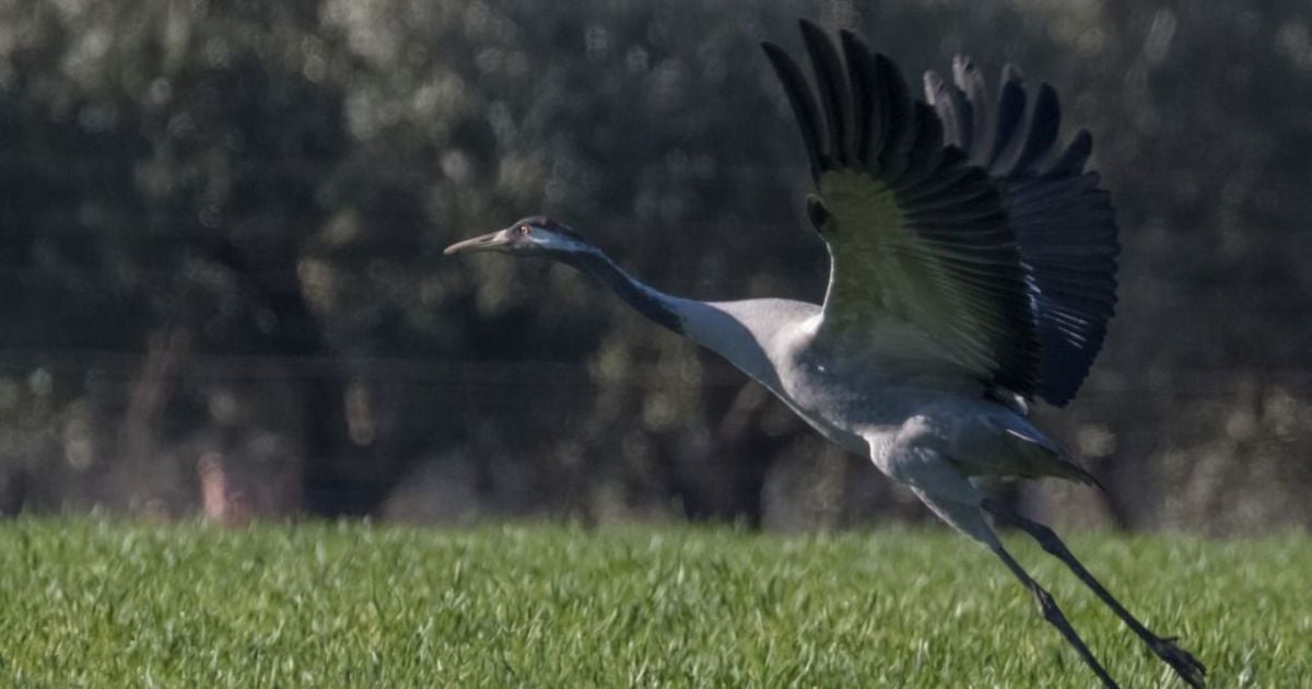 Сірий журавель