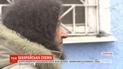 Вісім тисяч доларів видурили шахраї у пенсіонерки з Вінниччини