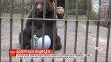 В эстонском зоопарке несколько месяцев ждут визу двое российских бурых медведей