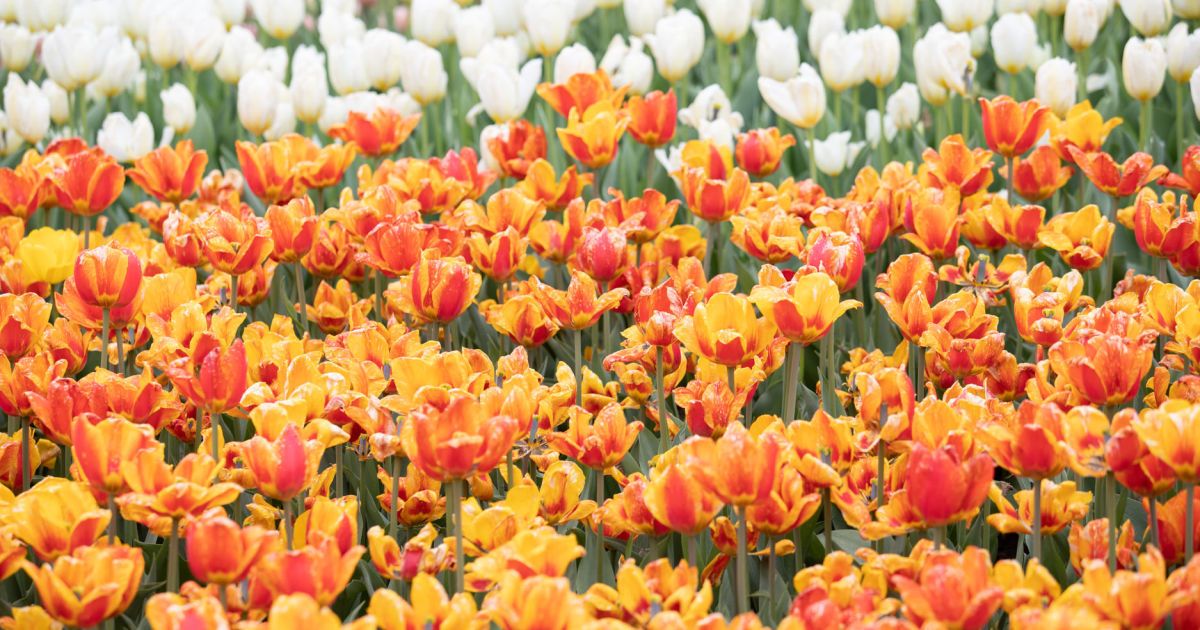 Виставка тюльпанів_Співоче поле_3 / © КМДА