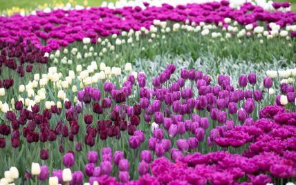 У Києві на Співочому полі незабаром відкриється виставка тюльпанів