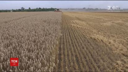 Хлеб может подорожать до конца года из погодных аномалий в Украине