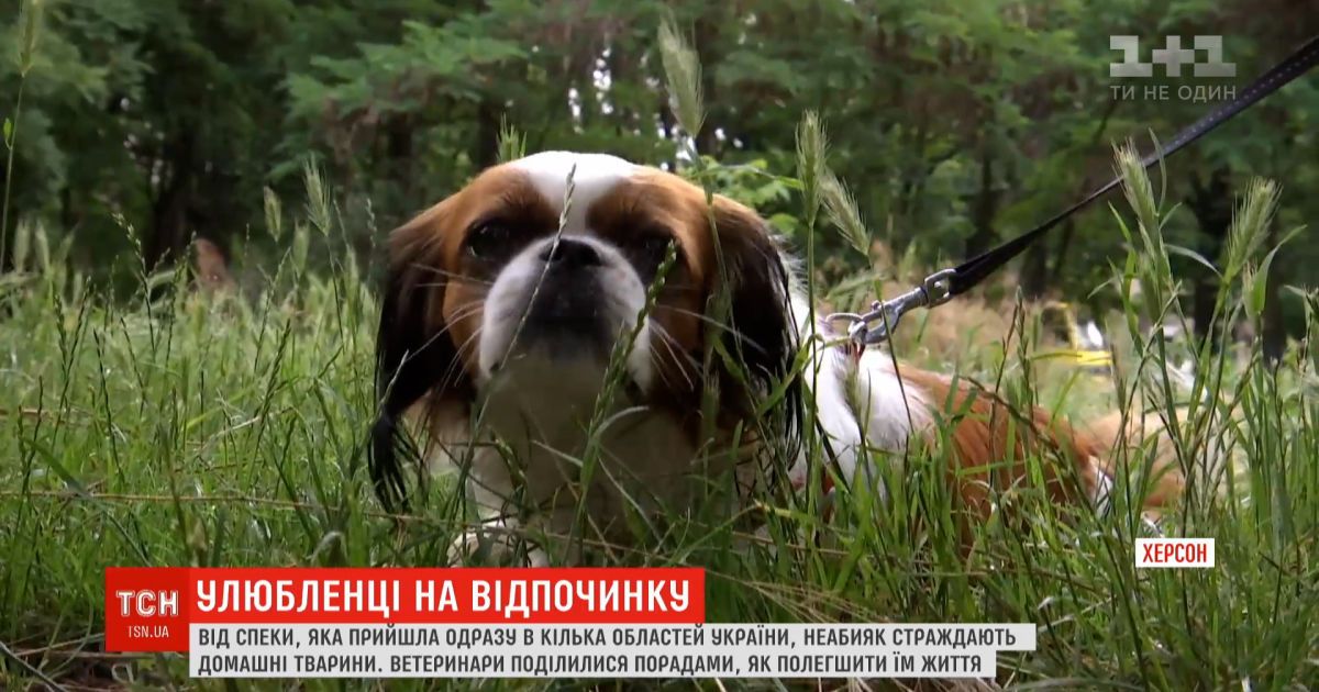 Животные на отдыхе: как защитить четверолапых от теплового удара
