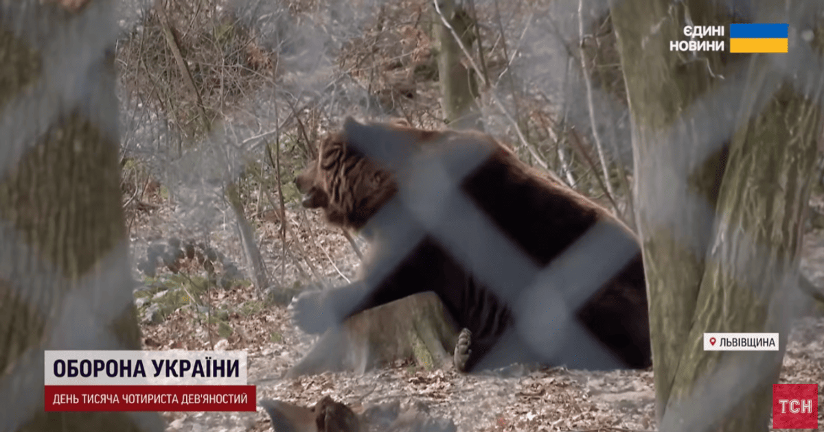 На Львівщині прокинулись ведмеді