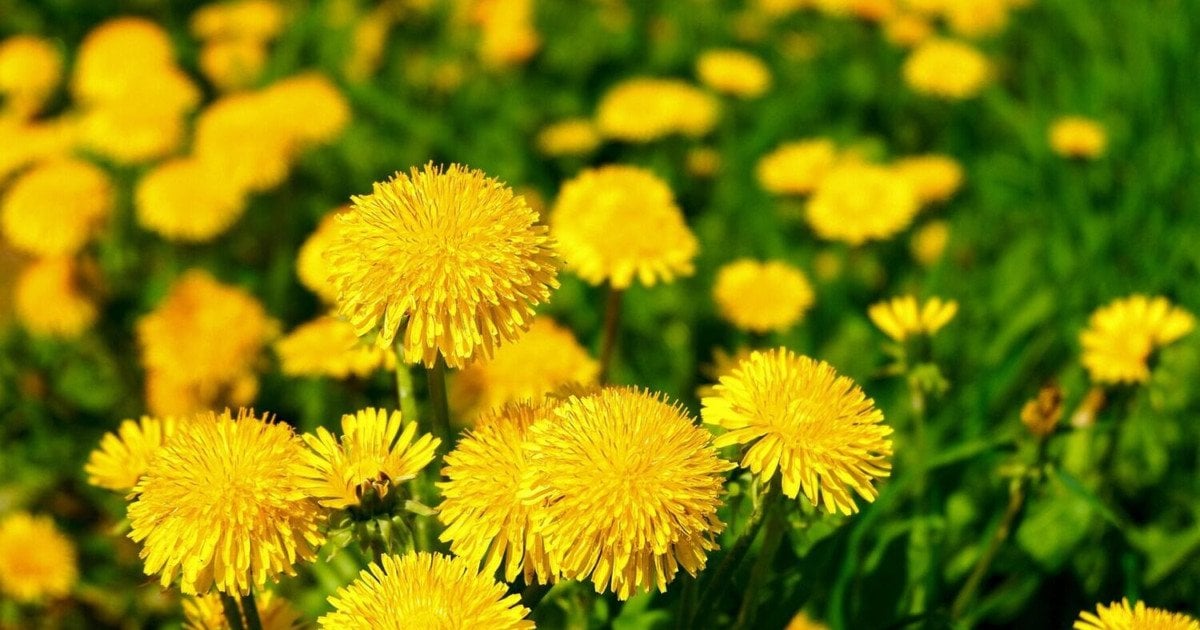 Добриво з кульбаби