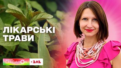 Як самостійно вирощувати ароматні і лікарські рослини – Антоніна Лесик