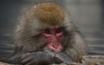 В Индии обезьяна похитила анализы на коронавирус и пожевала их