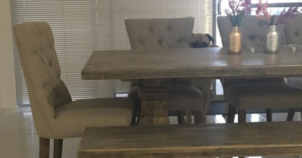 собака-шпіоняка_6 / © @cyrusandfriends / Instagram