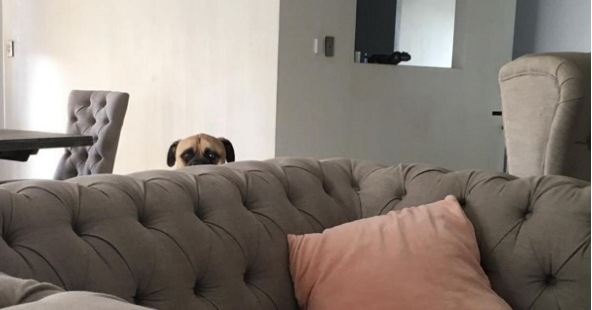 собака-шпіоняка_4 / © @cyrusandfriends / Instagram