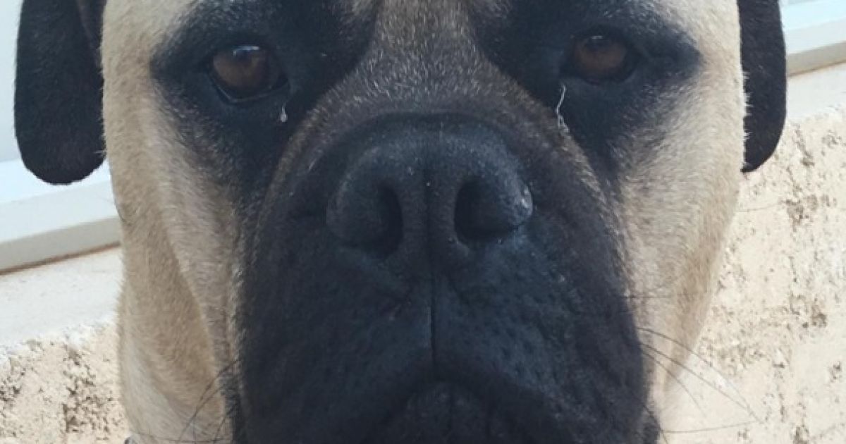 собака-шпіоняка_3 / © @cyrusandfriends / Instagram