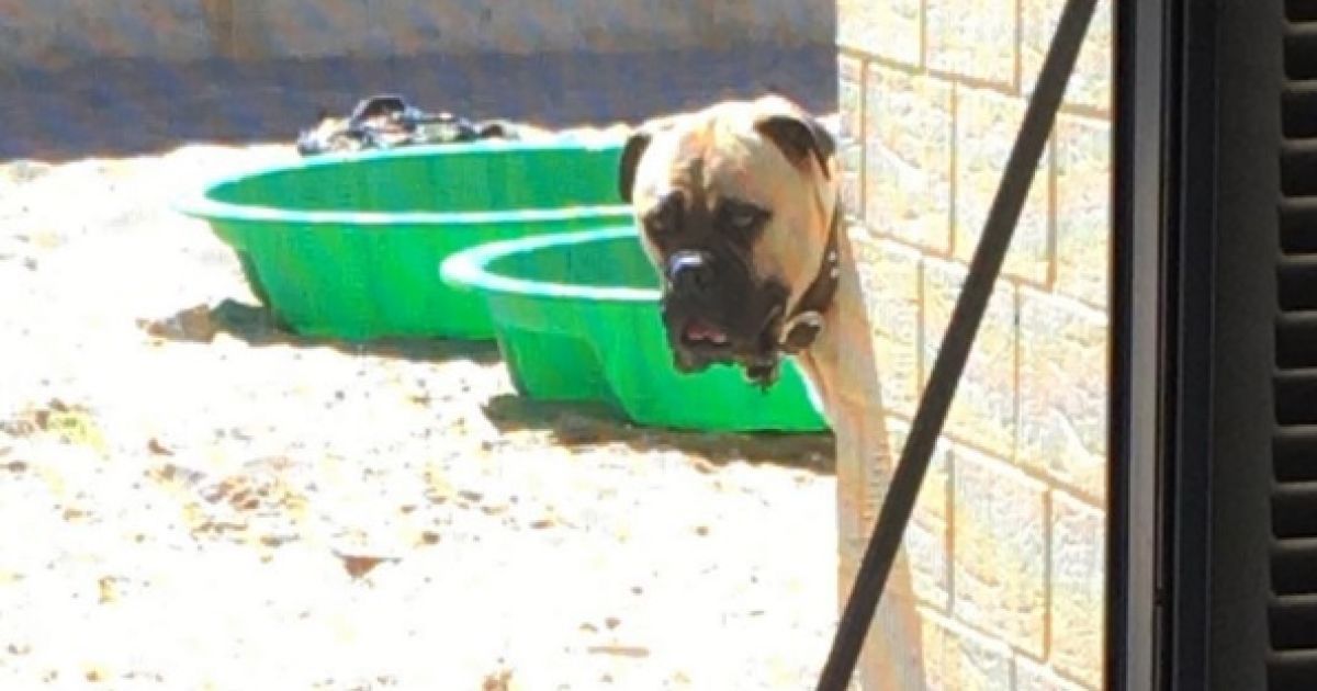 собака-шпіоняка_5 / © @cyrusandfriends / Instagram