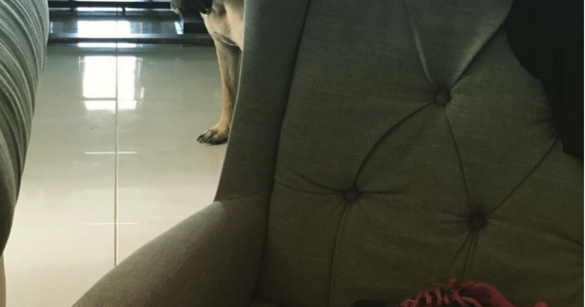 собака-шпіоняка_2 / © @cyrusandfriends / Instagram