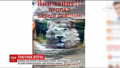 В Прилуках застрелили львицу, которая сбежала из цирка