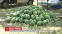 ТСН дізналася ціни на кавуни і перевірила їх на вміст нітратів