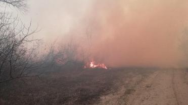 пожежа у лісництві на Одещині_6 / © Головне управління ДСНС України в Одеській області
