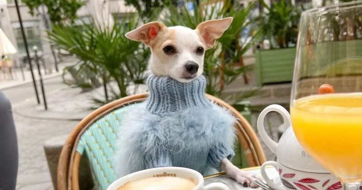 Пес Бао / instagram.com/baothechi