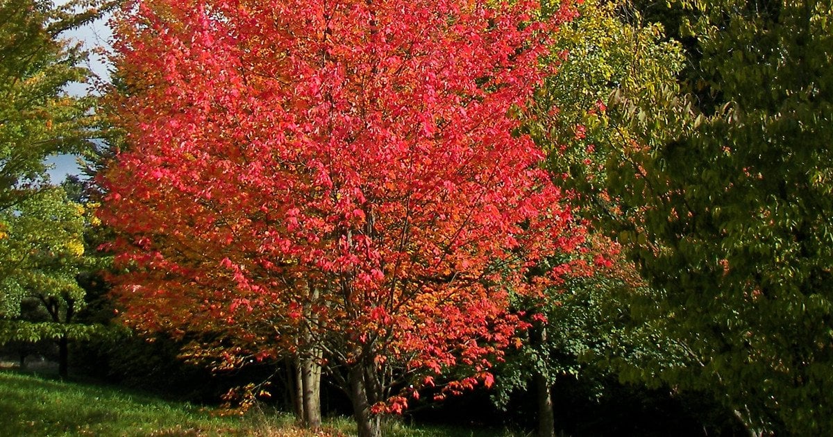 Червоний клен. Фото: Willow/CC BY 2.5