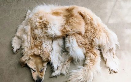 Сім'я перетворила домашнього пса на килимок, щоб "зберегти пам'ять про нього" (фото)