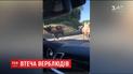 В Бельгии четверо верблюдов сбежали из передвижного цирка