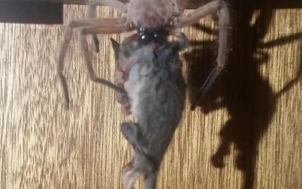 Флешмоб #SixWordHorror із жахами та унікальне фото павука, який вполював опосума. Тренди Мережі