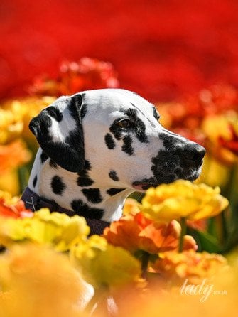 Собака среди тюльпанов