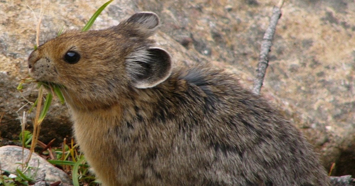 Пискуха американська