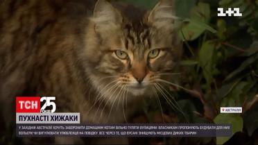 У Західній Австралії пропонують заборонити вільно гуляти домашнім котам | Новини світу