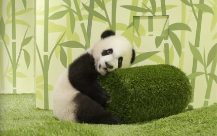 В Сингапуре в зоопарке впервые показали новорожденную панду — фото и видео
