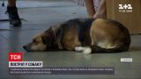 Новости Украины: в Николаеве мужчина расстрелял собаку посреди магазина