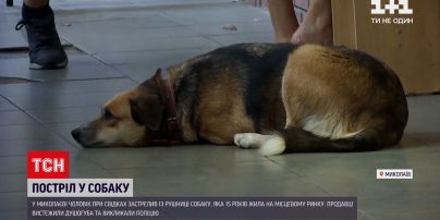 Новости Украины: в Николаеве мужчина расстрелял собаку посреди магазина