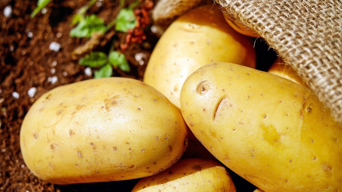 Яка користь від вареної картоплі?