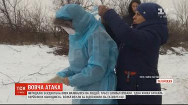 На Запоріжжі вовк накинувся на людей, троє постраждалих