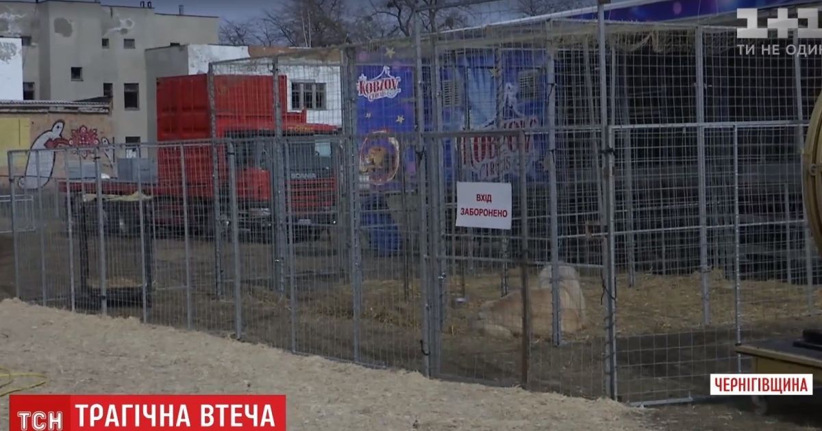 Полювання на звіра: у Прилуках із пересувного цирку на городи втекла левиця
