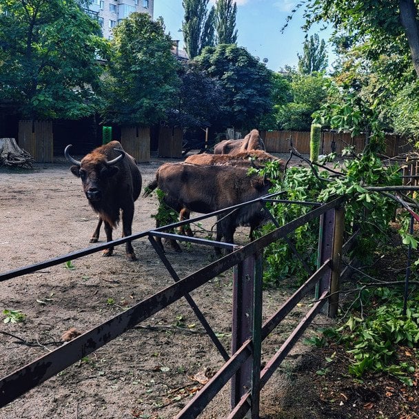  / © Київський зоопарк