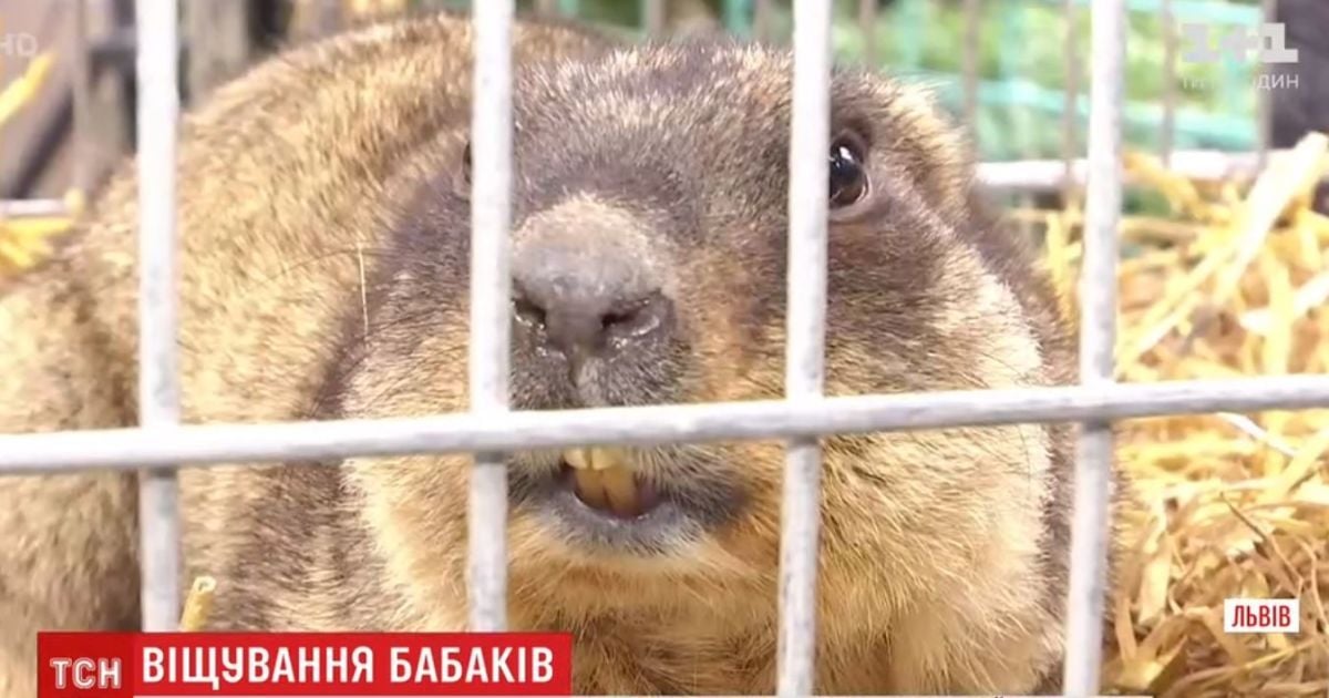 Зими вже не буде. Троє львівських бабаків підтвердили теплий прогноз своїх "колег"