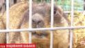 Зими вже не буде. Троє львівських бабаків підтвердили теплий прогноз своїх "колег"